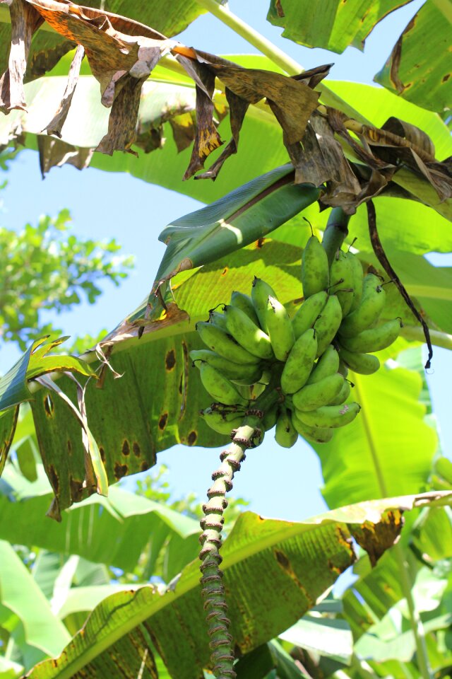 Tropical agriculture food