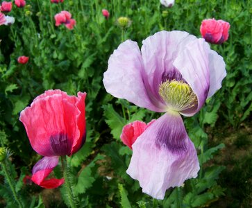 Mákföld cultivars summer