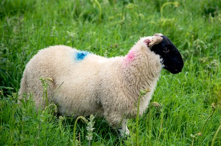Animal world spring fur