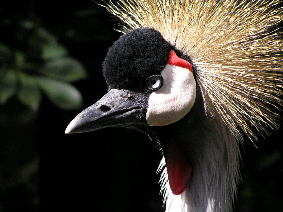 Feather bill poultry