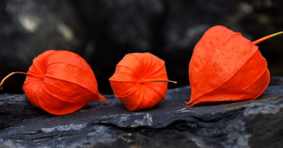 Autumn close up nature photo