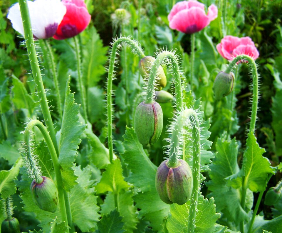 Mákföld summer cultivars