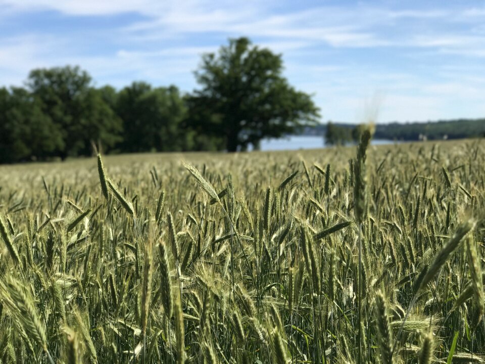 Summer meadow landscape photo