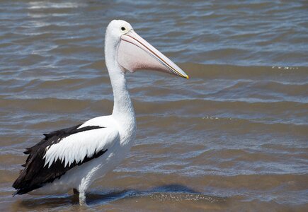 Wildlife pelican waterbird photo