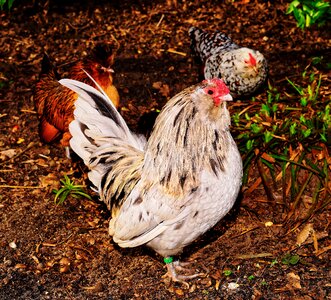 Colorful pride poultry