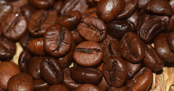 Brown beans beautiful