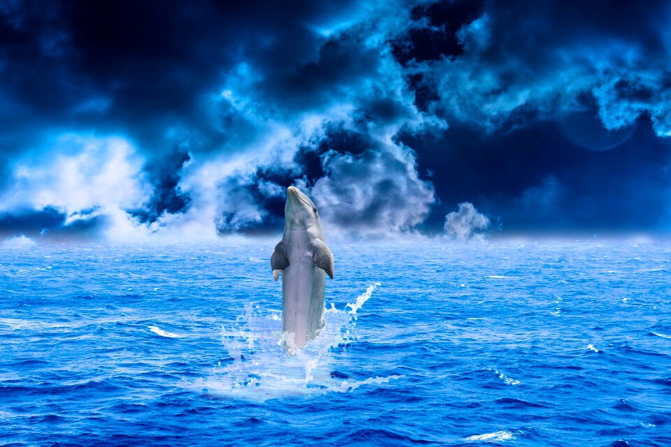 Animal fish swimming