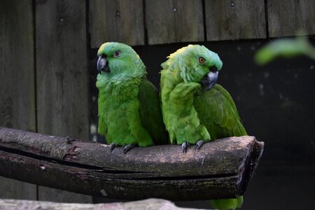Green cute birds