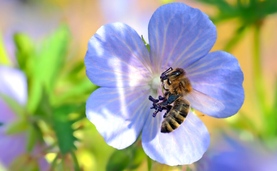 Insect blossom bloom