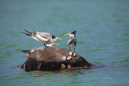 Wild birds common tern indonesia