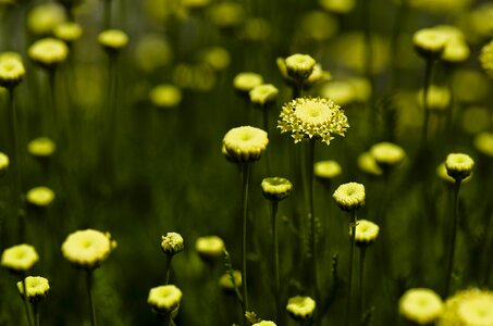 Yellow daisy public record