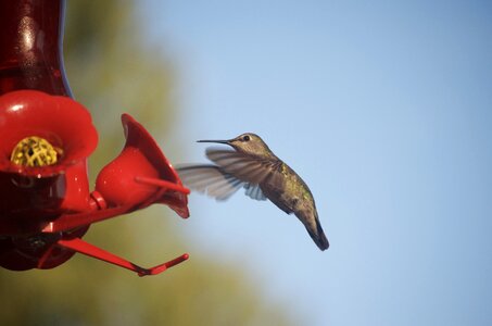 Hummingbird nature nectar photo