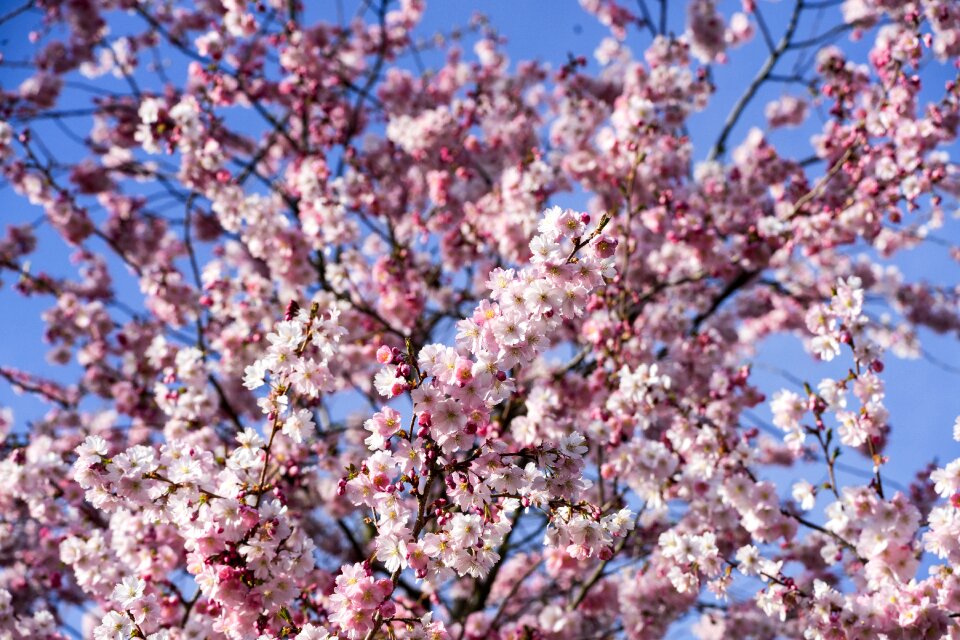 Sky cherry blossom branches blossom