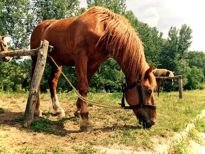 Animals brown horse nature
