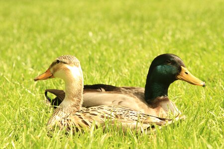 Hybrid water bird wild birds photo