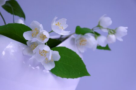 Smell deco vase