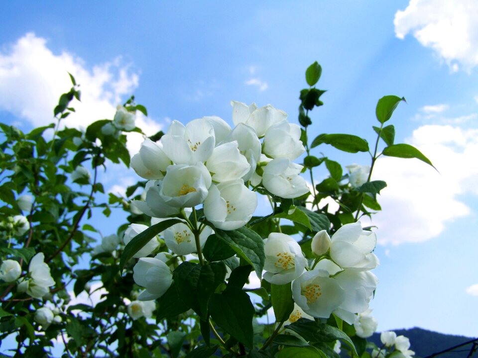 White flower garden blue sky