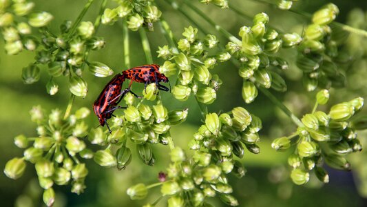 Nature insect crawl
