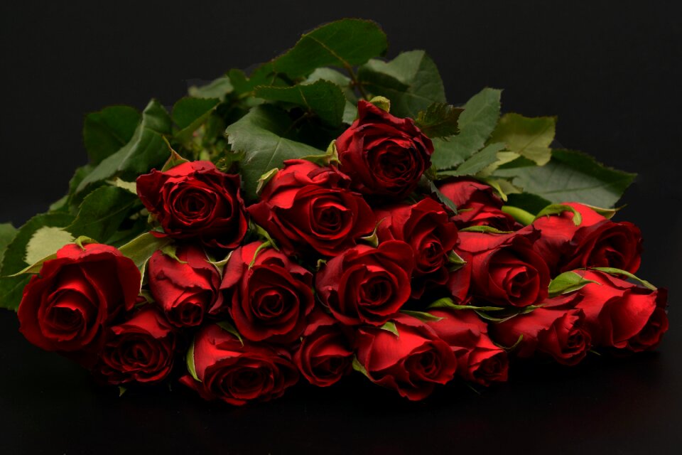 Rose red bouquet of roses flowers