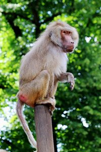 Animal tiergarten nature photo