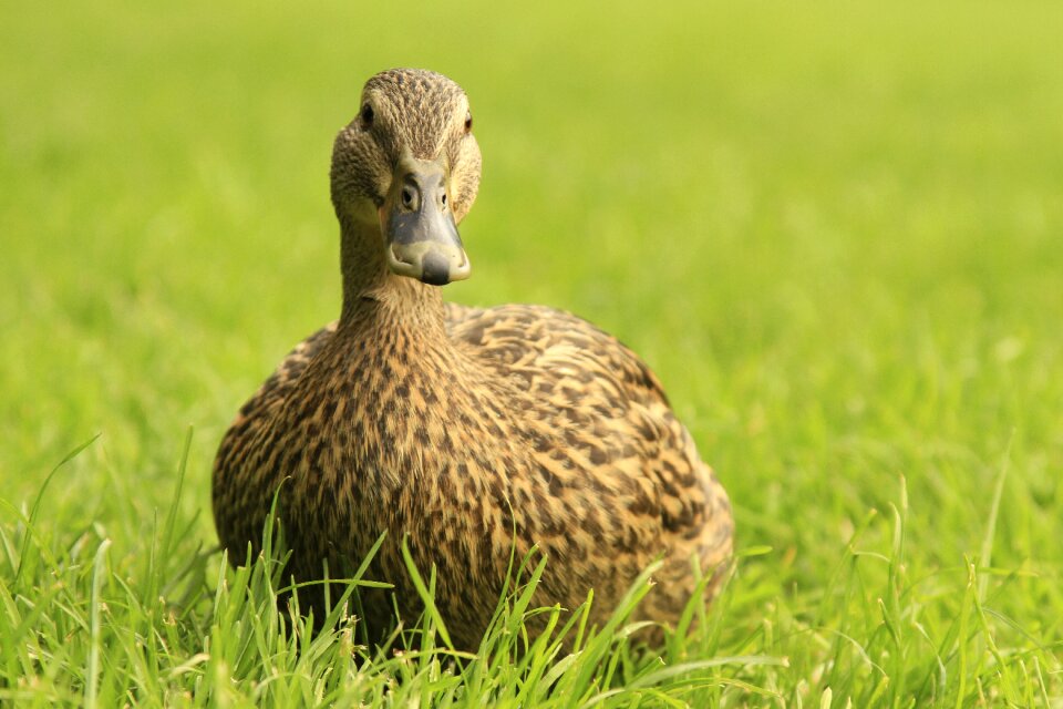 Hybrid water bird wild birds