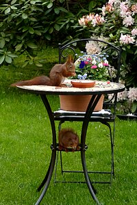 Sciurus vulgaris major couple foraging