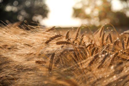 Bread cornfield harvest