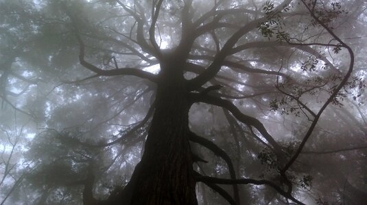 Tree forest early morning