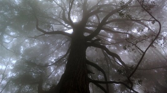 Tree forest early morning photo