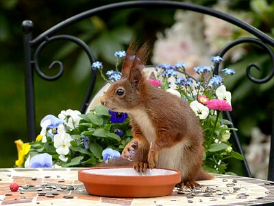 Sciurus vulgaris major foraging garden photo