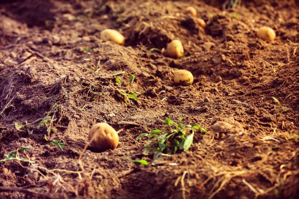Nature potatoes fresh