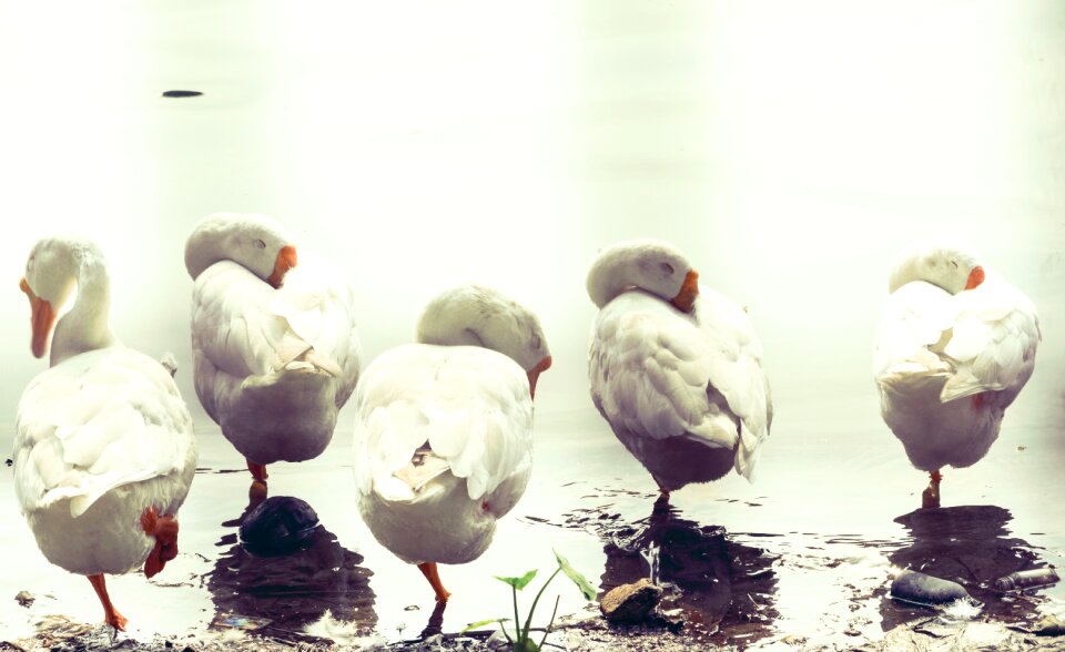 Sleeping birds swan wildlife photography