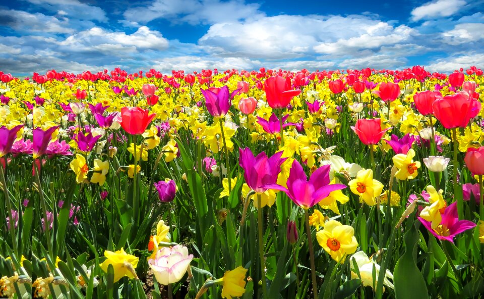 Flowers bloom tulips
