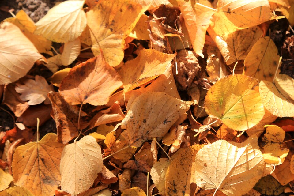 Nature golden autumn swim