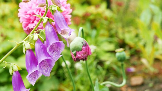 Purple poisonous plant summer