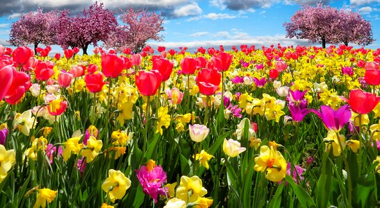 Flowers blossom bloom