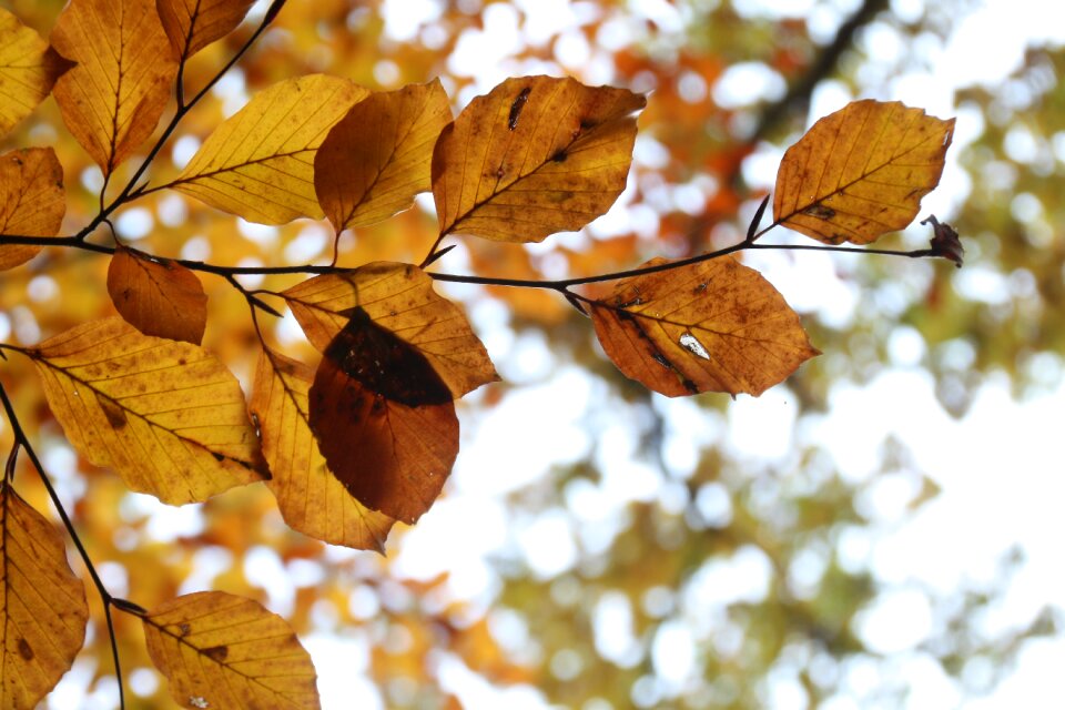 Leaves in the autumn platt according to