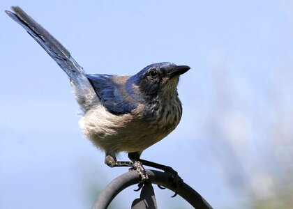 Deltona scrub jay lyonia preserve