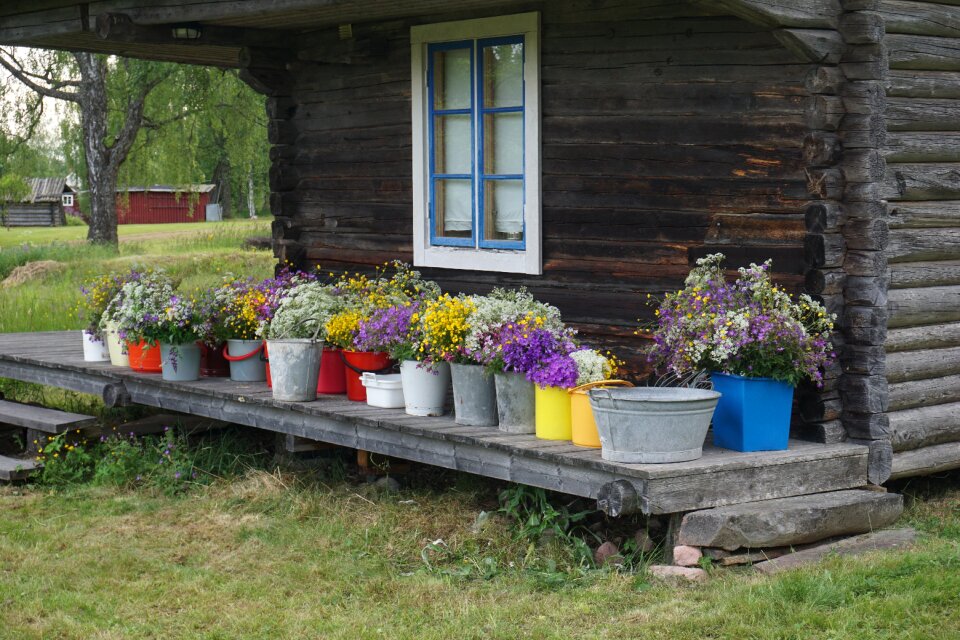 Midsummer flowers midsommarblommor