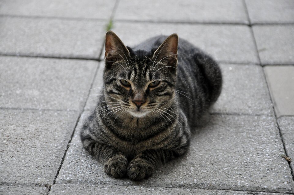 Animal losing his home gray fur