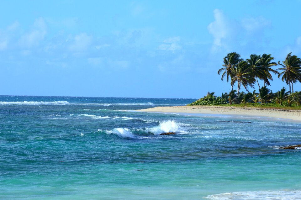 Guadeloupe sky palm