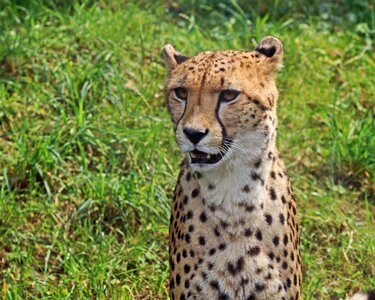 Wildcat stains zoo photo