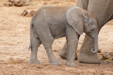 Elephant young elephant elephant south africa