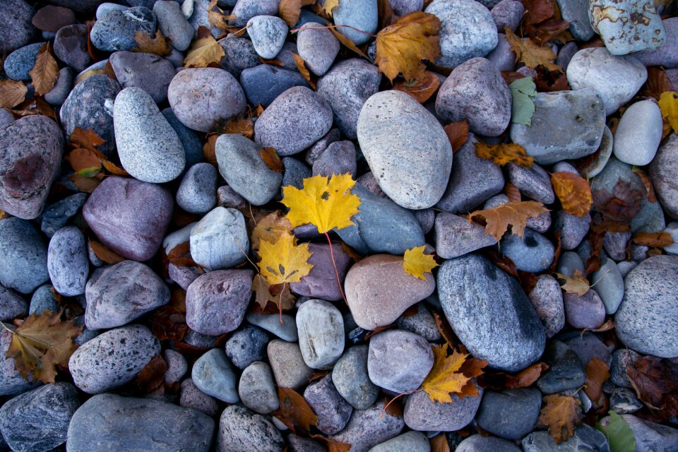 Autumn leaves water