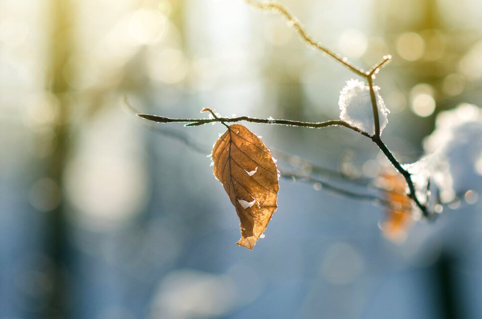 Leafe leave dry photo