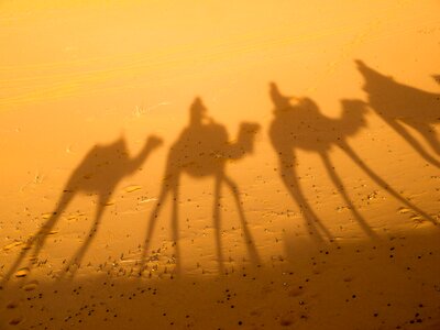 Morocco dromedary desert ship photo