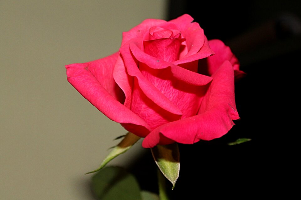 Bloom rose bloom flower