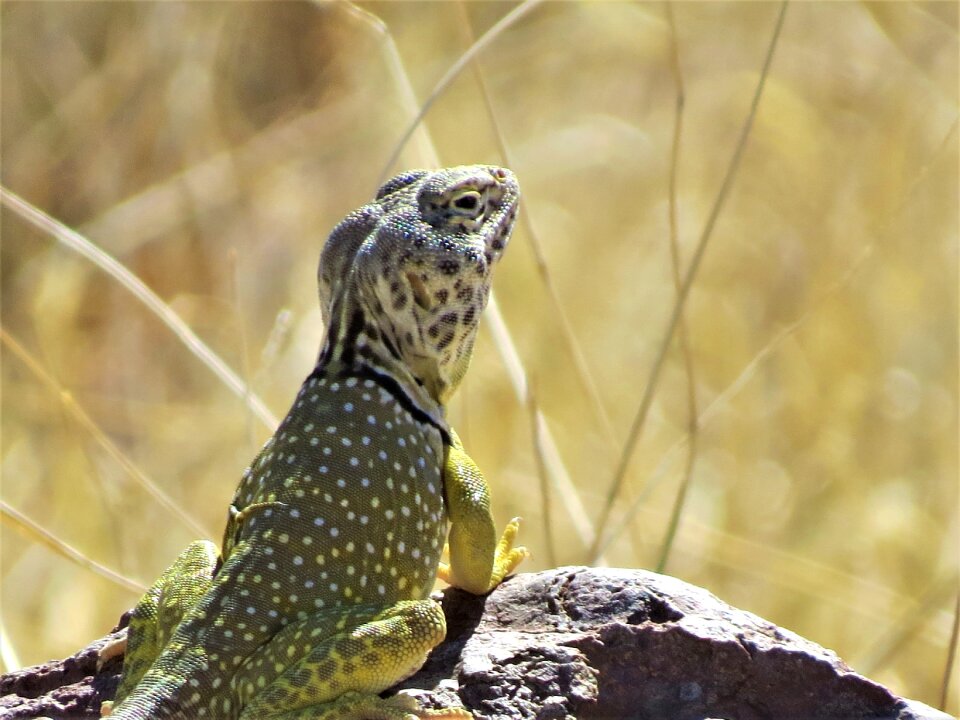 Wildlife desert new mexico