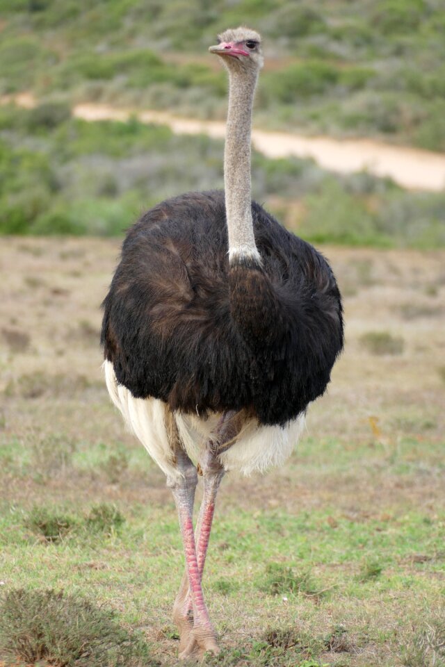 Bird ostrich close up