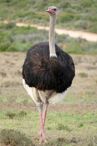 Bird ostrich close up